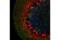 Calbindin 1 antibody, 75205S, Cell Signaling Technology, Immunofluorescence image 