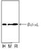 BCL2 Like 1 antibody, ADI-AAM-080-E, Enzo Life Sciences, Western Blot image 