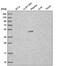 Chromosome 7 Open Reading Frame 25 antibody, NBP2-56786, Novus Biologicals, Western Blot image 