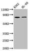 Lactoperoxidase antibody, CSB-PA013066LA01HU, Cusabio, Western Blot image 
