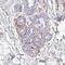 Defensin Beta 124 antibody, NBP2-14718, Novus Biologicals, Immunohistochemistry paraffin image 