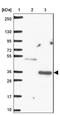 Three Prime Repair Exonuclease 2 antibody, NBP2-30552, Novus Biologicals, Western Blot image 
