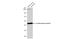 Creatine Kinase B antibody, GTX101759, GeneTex, Western Blot image 