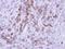 MX Dynamin Like GTPase 1 antibody, GTX110256, GeneTex, Immunohistochemistry paraffin image 