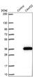 Cilia And Flagella Associated Protein 299 antibody, NBP1-86203, Novus Biologicals, Western Blot image 