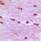 Lamin B1 antibody, LS-C352466, Lifespan Biosciences, Immunohistochemistry frozen image 