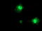 Protein arginine N-methyltransferase 2 antibody, TA503740, Origene, Immunofluorescence image 