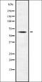DNA Polymerase Alpha 2, Accessory Subunit antibody, orb338243, Biorbyt, Western Blot image 