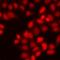 SMAD Family Member 9 antibody, orb412629, Biorbyt, Immunocytochemistry image 