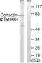 Src substrate cortactin antibody, TA312466, Origene, Western Blot image 