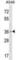 Polycomb Group Ring Finger 2 antibody, abx028410, Abbexa, Western Blot image 