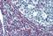 Intercellular Adhesion Molecule 5 antibody, AM26001LE-N, Origene, Immunohistochemistry frozen image 