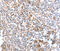 Sperm-associated antigen 4 protein antibody, MBS2517545, MyBioSource, Immunohistochemistry paraffin image 