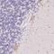 Pancreatic Lipase Related Protein 3 antibody, HPA052009, Atlas Antibodies, Immunohistochemistry frozen image 