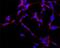 MAP2 antibody, MA1-25043, Invitrogen Antibodies, Immunofluorescence image 