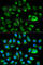 Growth Arrest Specific 2 antibody, A1168, ABclonal Technology, Immunofluorescence image 