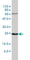 Stromal Cell Derived Factor 2 antibody, LS-C133427, Lifespan Biosciences, Western Blot image 