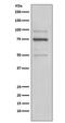 ER lumen protein retaining receptor 1 antibody, M07617-1, Boster Biological Technology, Western Blot image 