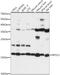 Ribosomal Protein S13 antibody, 16-197, ProSci, Western Blot image 