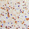 Tyrosine Hydroxylase antibody, LS-C354113, Lifespan Biosciences, Immunohistochemistry paraffin image 