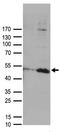 Dual specificity protein phosphatase 1 antibody, LS-C796578, Lifespan Biosciences, Western Blot image 