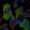 Growth Associated Protein 43 antibody, HPA015600, Atlas Antibodies, Immunocytochemistry image 