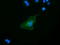 Schlafen Like 1 antibody, LS-C172411, Lifespan Biosciences, Immunofluorescence image 