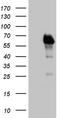 E2F Transcription Factor 4 antibody, CF811690, Origene, Western Blot image 