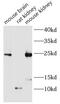 C-C Motif Chemokine Ligand 2 antibody, FNab05065, FineTest, Western Blot image 