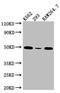 Eukaryotic Translation Initiation Factor 4A1 antibody, CSB-RA190088A0HU, Cusabio, Western Blot image 