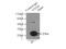 Vesicle transport through interaction with t-SNAREs homolog 1B antibody, 14495-1-AP, Proteintech Group, Immunoprecipitation image 