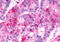 Hydroxycarboxylic acid receptor 1 antibody, MBS244905, MyBioSource, Immunohistochemistry frozen image 