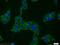 Small EDRK-Rich Factor 2 antibody, 11691-1-AP, Proteintech Group, Immunofluorescence image 