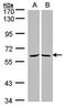 Cytokine receptor-like factor 1 antibody, orb69992, Biorbyt, Western Blot image 