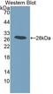 Intersectin 1 antibody, LS-C374541, Lifespan Biosciences, Western Blot image 