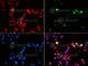 E3 ubiquitin-protein ligase RING2 antibody, A5563, ABclonal Technology, Immunofluorescence image 