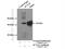 Actin, alpha skeletal muscle antibody, 23660-1-AP, Proteintech Group, Immunoprecipitation image 