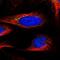 VPS37C Subunit Of ESCRT-I antibody, NBP1-83632, Novus Biologicals, Immunofluorescence image 