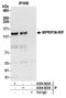 Myosin Phosphatase Rho Interacting Protein antibody, A304-823A, Bethyl Labs, Immunoprecipitation image 