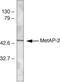Methionyl Aminopeptidase 2 antibody, 71-7200, Invitrogen Antibodies, Western Blot image 