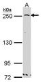 GBF1 antibody, NBP2-16619, Novus Biologicals, Western Blot image 