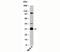 14-3-3 sigma antibody, 33-020, ProSci, Western Blot image 