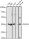 DnaJ homolog subfamily B member 11 antibody, A12915, ABclonal Technology, Western Blot image 