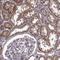 Inner Mitochondrial Membrane Peptidase Subunit 1 antibody, HPA058308, Atlas Antibodies, Immunohistochemistry frozen image 