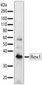 Zinc finger protein 42 antibody, 701159, Invitrogen Antibodies, Western Blot image 