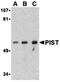 Golgi-associated PDZ and coiled-coil motif-containing protein antibody, orb74666, Biorbyt, Western Blot image 