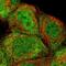 Zinc Finger Protein 155 antibody, HPA003220, Atlas Antibodies, Immunocytochemistry image 