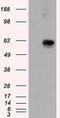 Atrial natriuretic peptide receptor 3 antibody, TA500955, Origene, Western Blot image 
