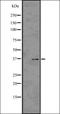 Renilla-luciferin 2-monooxygenase antibody, orb336549, Biorbyt, Western Blot image 