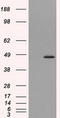 Mitochondrial Translational Release Factor 1 Like antibody, TA501050S, Origene, Western Blot image 